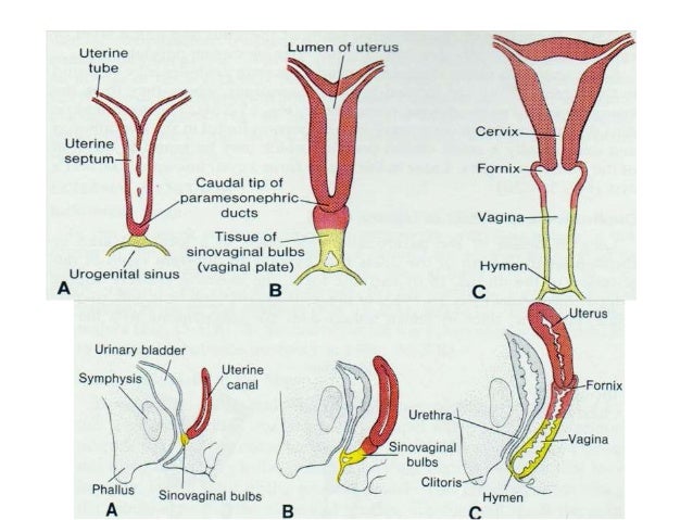 development of the vagina Cumshot facial teen